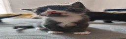 Mixed Breed cats for sale: Mixed breed kittens - Advert 1