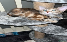 Mixed Breed cats for sale: Beautiful kittens ready for loving new homes.  - Image 14