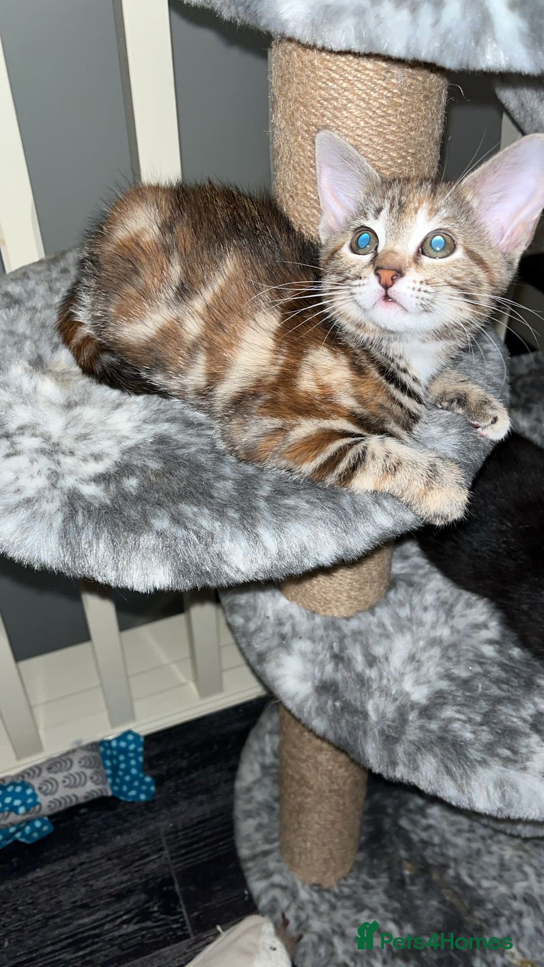 Mixed Breed cats for sale: Beautiful kittens ready for loving new homes.  - Image 14
