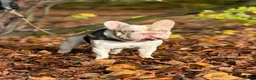French Bulldog dogs for stud: Enzo Award winning newshade Isabella and tan pied  - Advert 3
