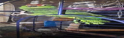 Parrots birds for sale: Amazon talking red head parrot  - Advert 14