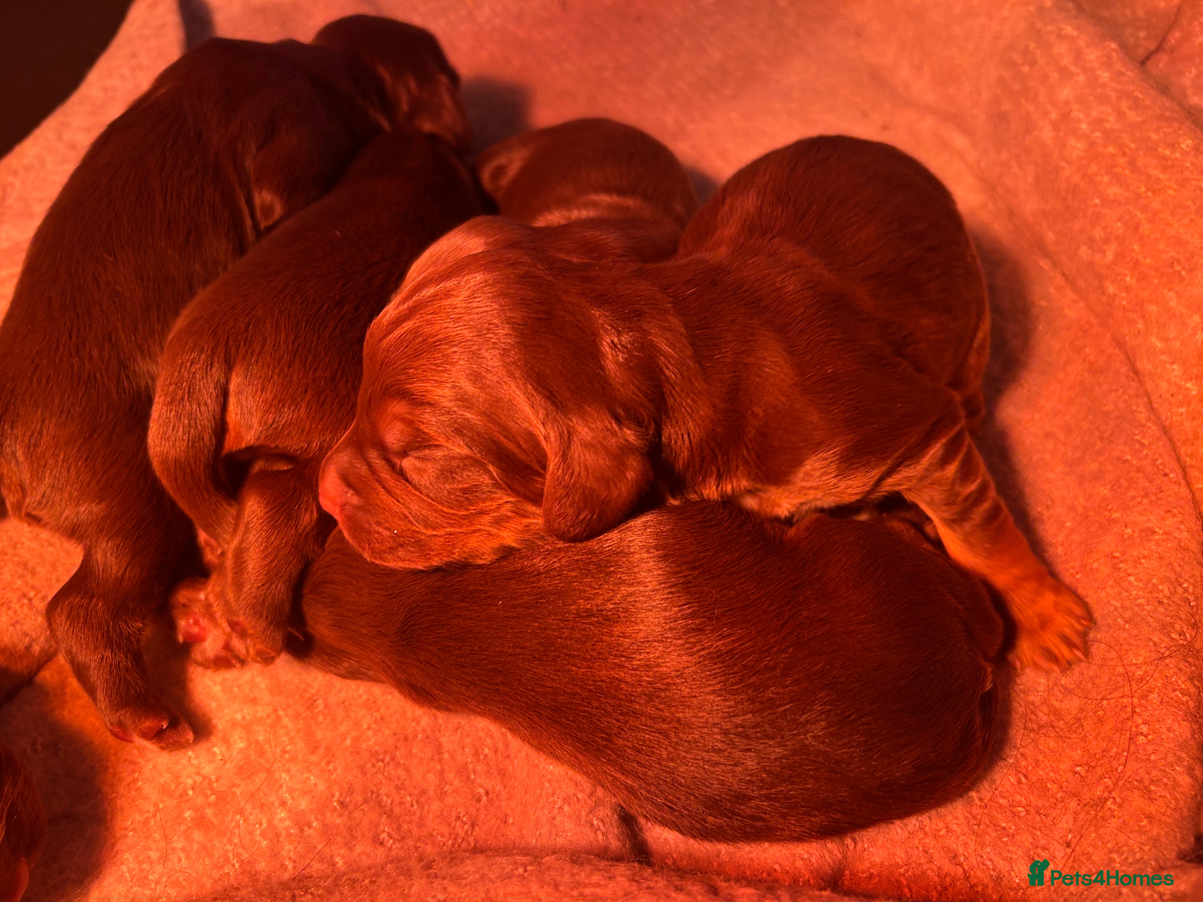 Cocker Spaniel dogs Stunning Cocker Spaniels 💗 - Advert 1