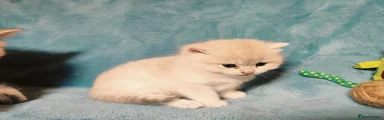 British Shorthair Kitten 1