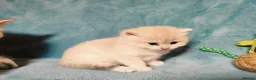 British Shorthair cats for sale: 1 left! Golden British Shorthair kitten GCCF - Advert 7
