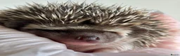 Pygmy Hedgehog rodents for sale: African Pygmy Hedgehog  in Eastleigh - Advert 11