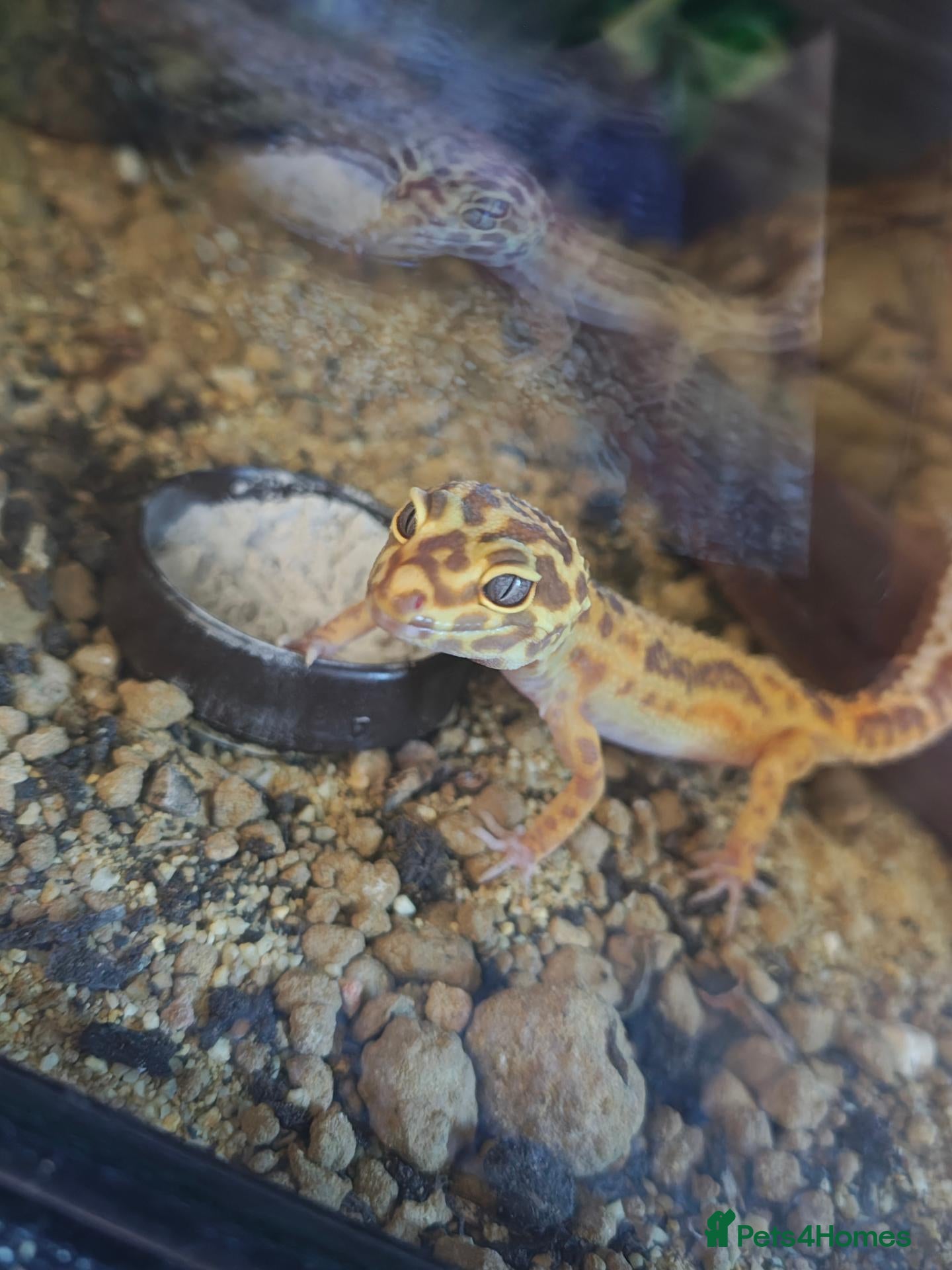 Leopard Gecko reptiles Lovely Leopard gecko - Advert 1