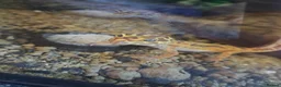 Leopard Gecko reptiles for sale: Lovely Leopard gecko in Nottingham - Advert 1