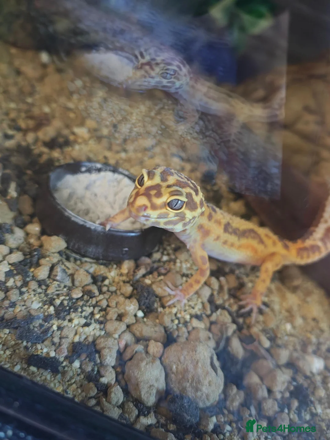 Leopard Gecko reptiles for sale: Lovely Leopard gecko in Nottingham - Advert 1
