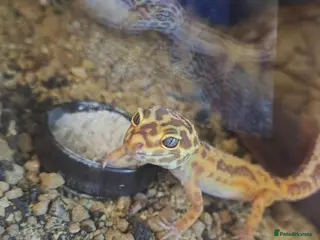 Leopard Gecko reptiles Lovely Leopard gecko - Advert 3
