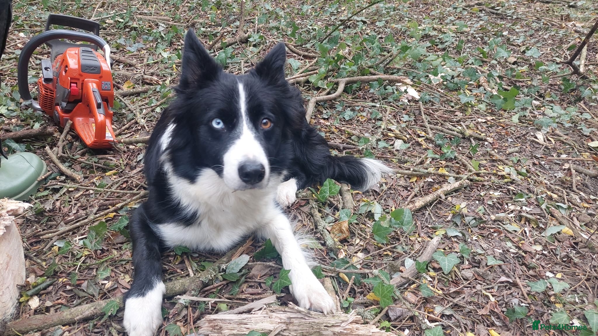 Mixed Breed dogs Collie x cocker pups for sale - Advert 1