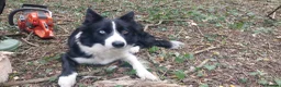 Mixed Breed dogs for sale: Collie x cocker pups for sale in Brockenhurst - Advert 1