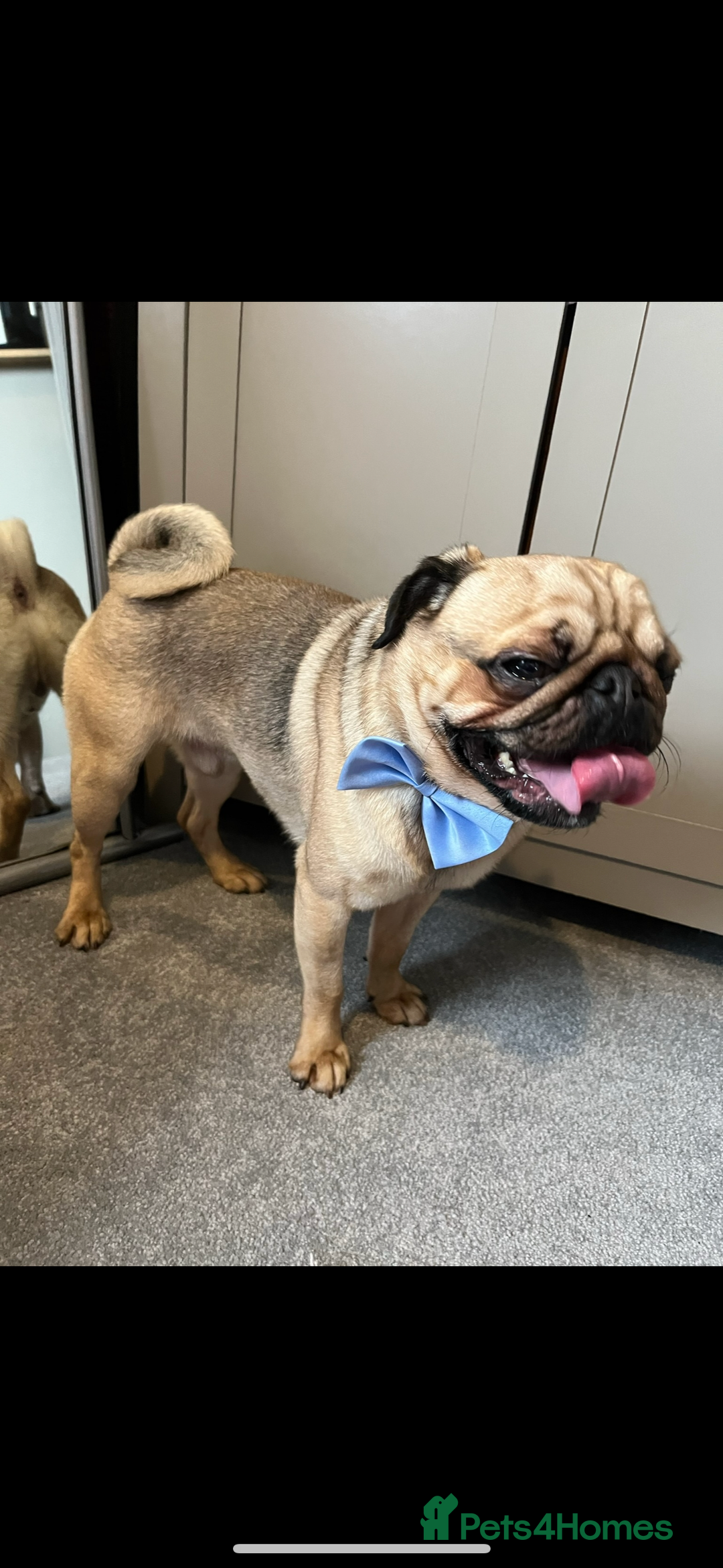 Pug dogs for sale: 6 Year Old Pug Male - Image 5