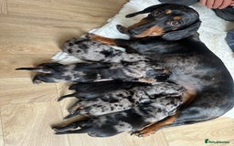 Dachshund dogs for sale: Beautiful silver dapple mini dachshund puppies! 🐾 - Image 16