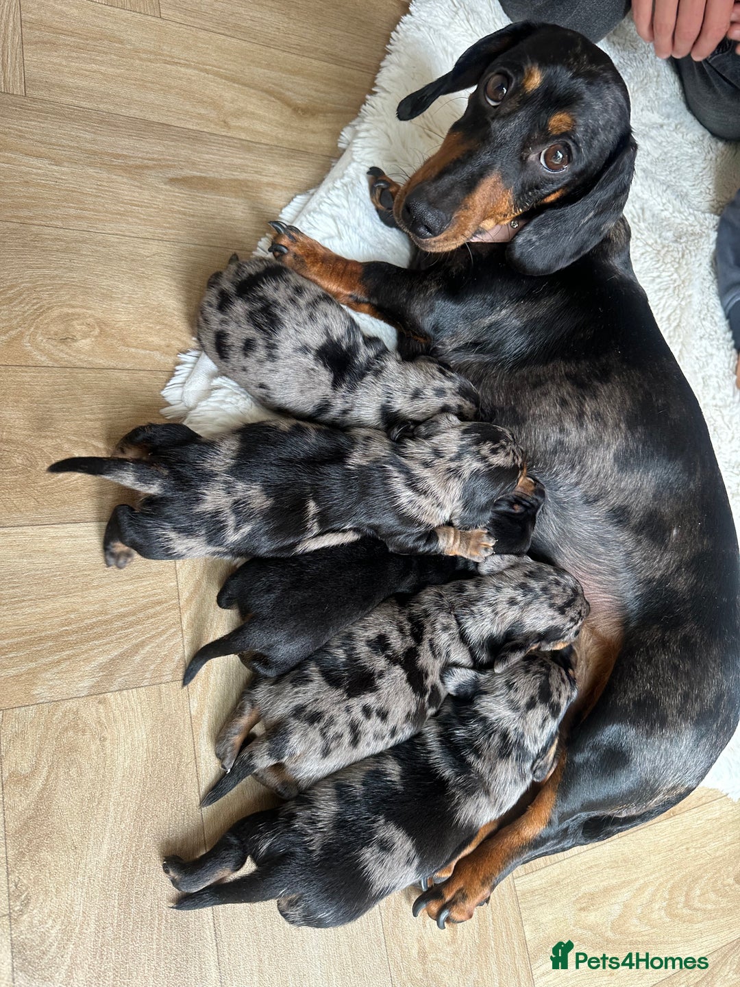 Dachshund dogs for sale: Beautiful silver dapple mini dachshund puppies! 🐾 - Image 16