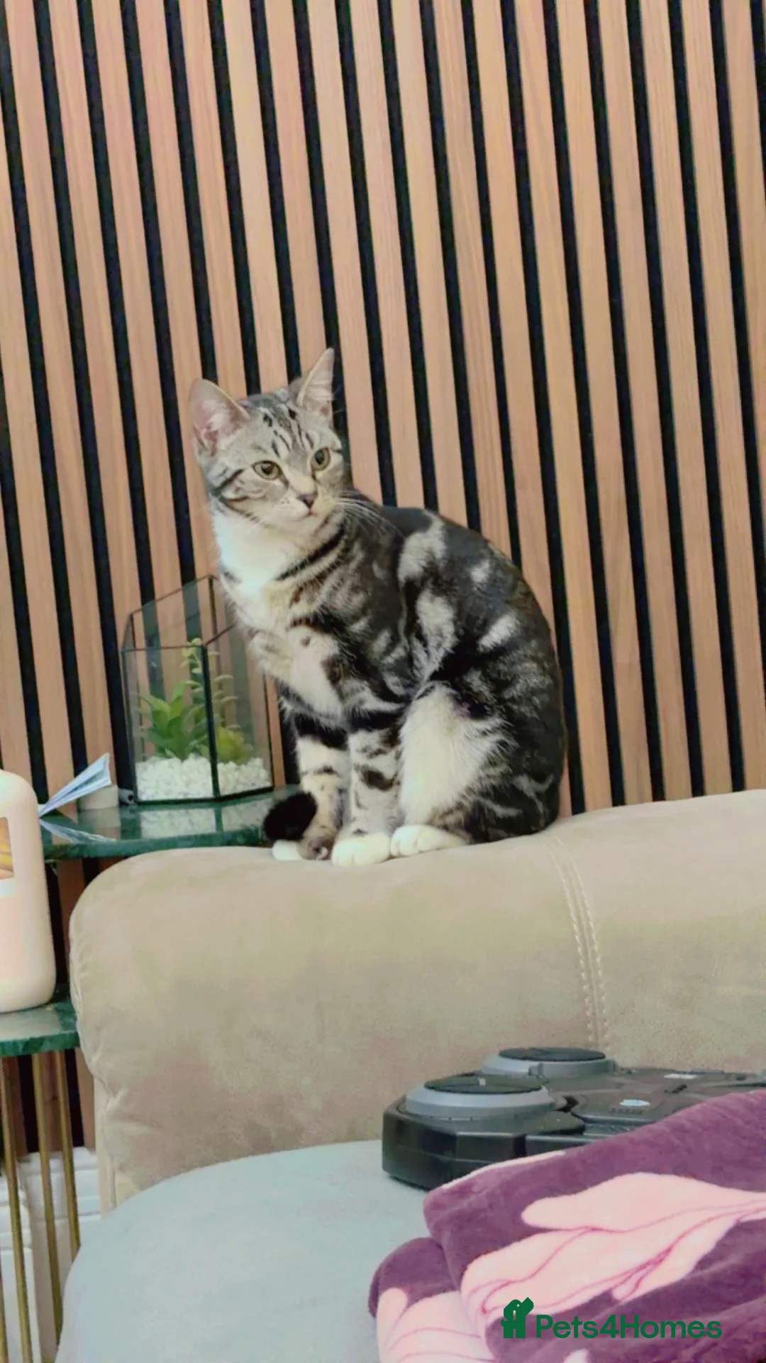 Bengal cats for sale: Bengal female kitten 7 months old in Leicester - Advert 2