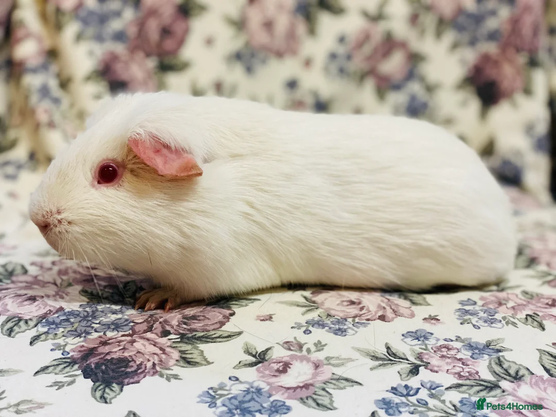 Guinea Pig rodents for sale: Pretty mix of male guineapig babies and youngsters - Advert 29