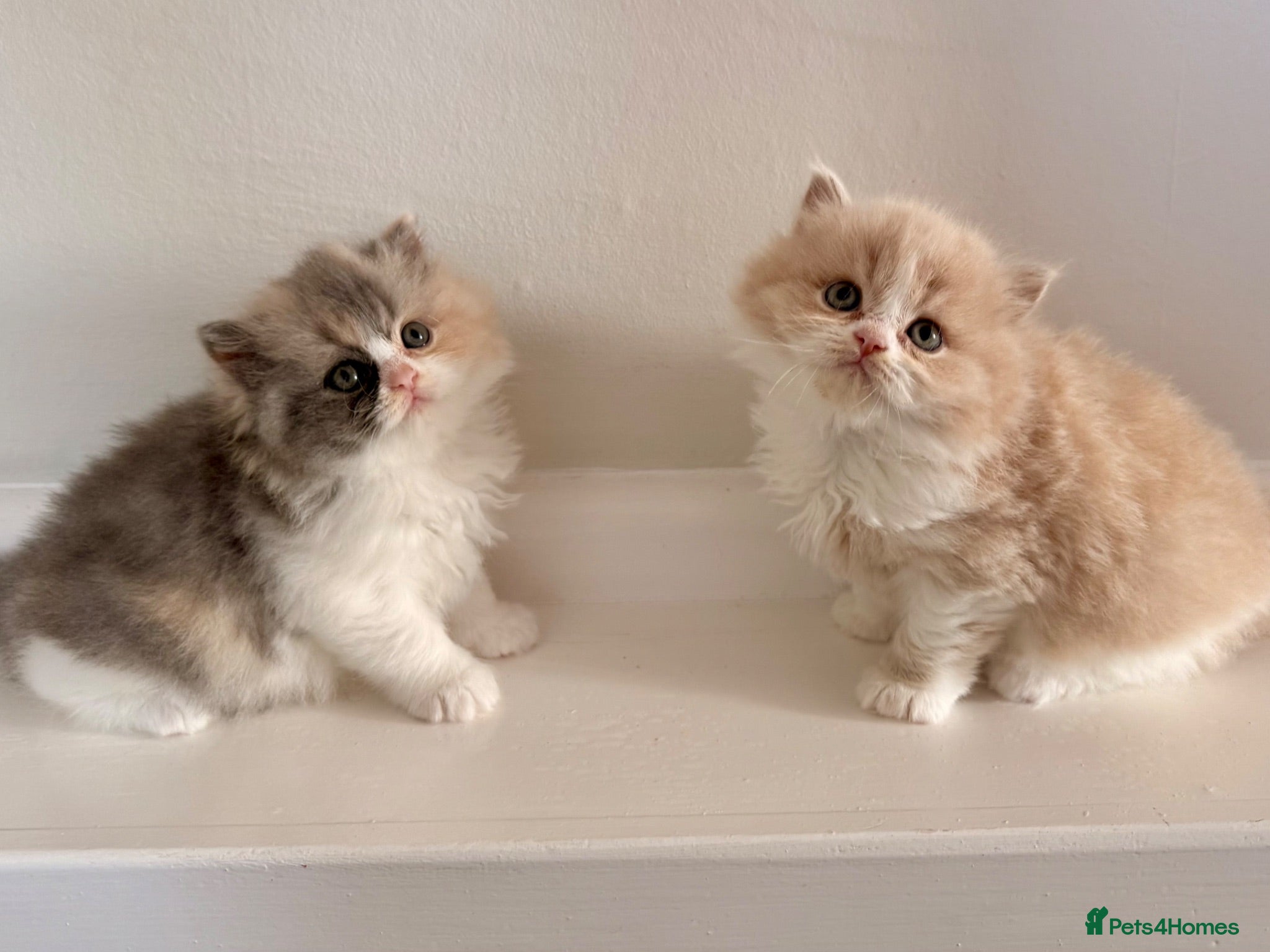 British Longhair cats Pedigree British Longhair Kittens GCCF Registered - Advert 1