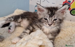 Maine Coon cats for sale: Stunning maine coon kittens - Image 4