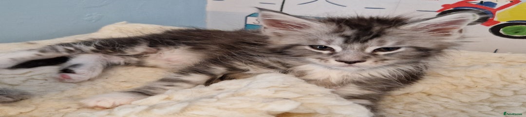 Maine Coon Kitten 1