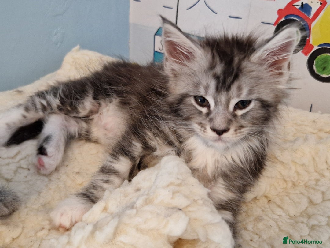 Maine Coon cats for sale: Stunning maine coon kittens - Image 4