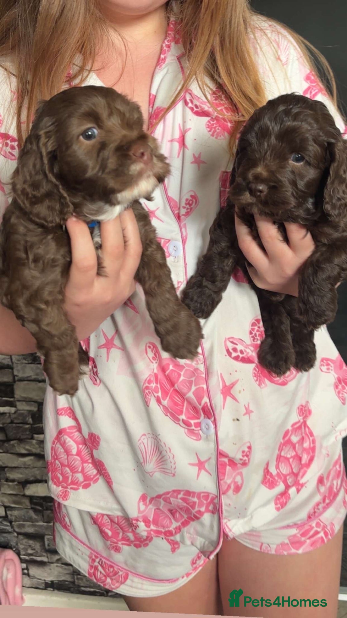 Cockapoo dogs Cockapoo puppies for sale  - Advert 9