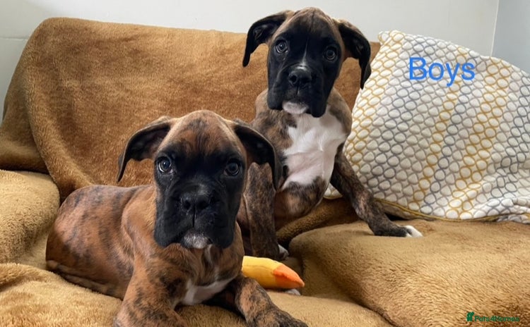 Boxer dogs - Advert 3