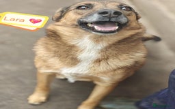 Mixed Breed dogs for adoption: 💖🐶 LARA 🐶💖 - Image 3