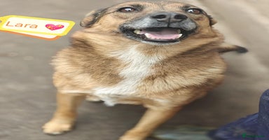 Mixed Breed dogs - Advert 2