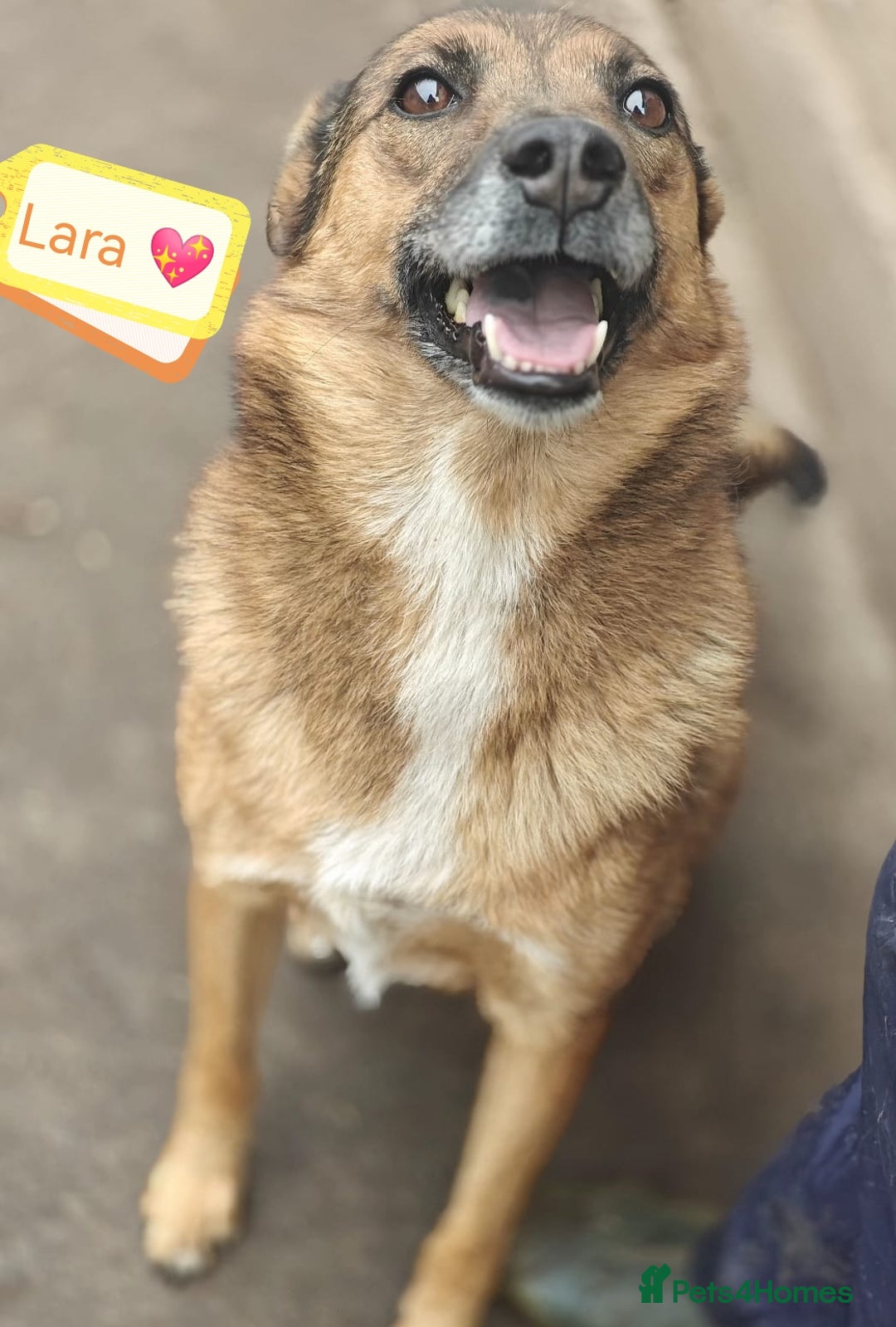 Mixed Breed dogs for adoption: 💖🐶 LARA 🐶💖 - Image 3
