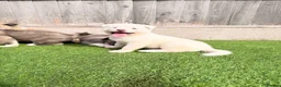 Akita dogs for sale: American Akita puppy’s for sale - Advert 5