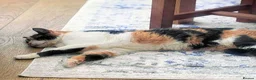 Mixed Breed cats for adoption: SOPHIE - Advert 2