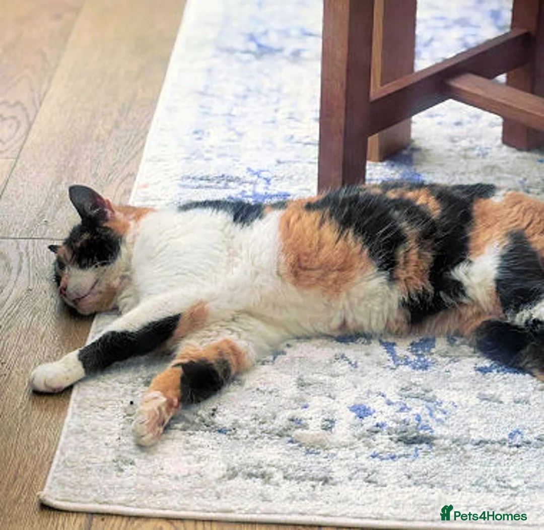 Mixed Breed cats for adoption: SOPHIE - Advert 2