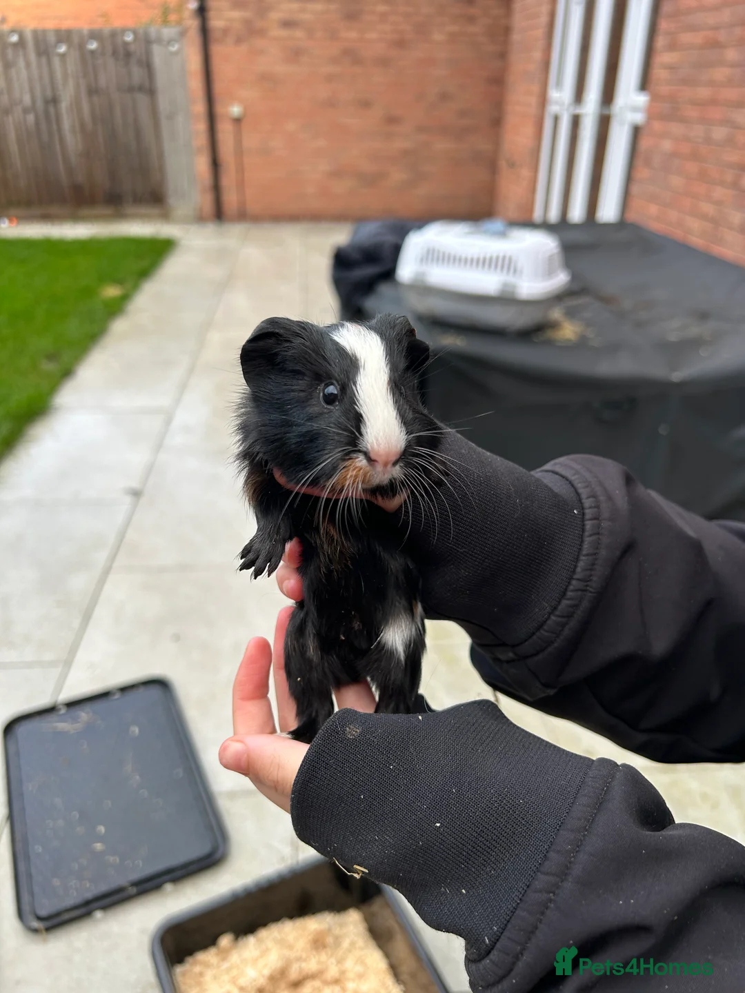Guinea Pig rodents for sale: 6 female guinea pigs in Nottingham - Advert 6