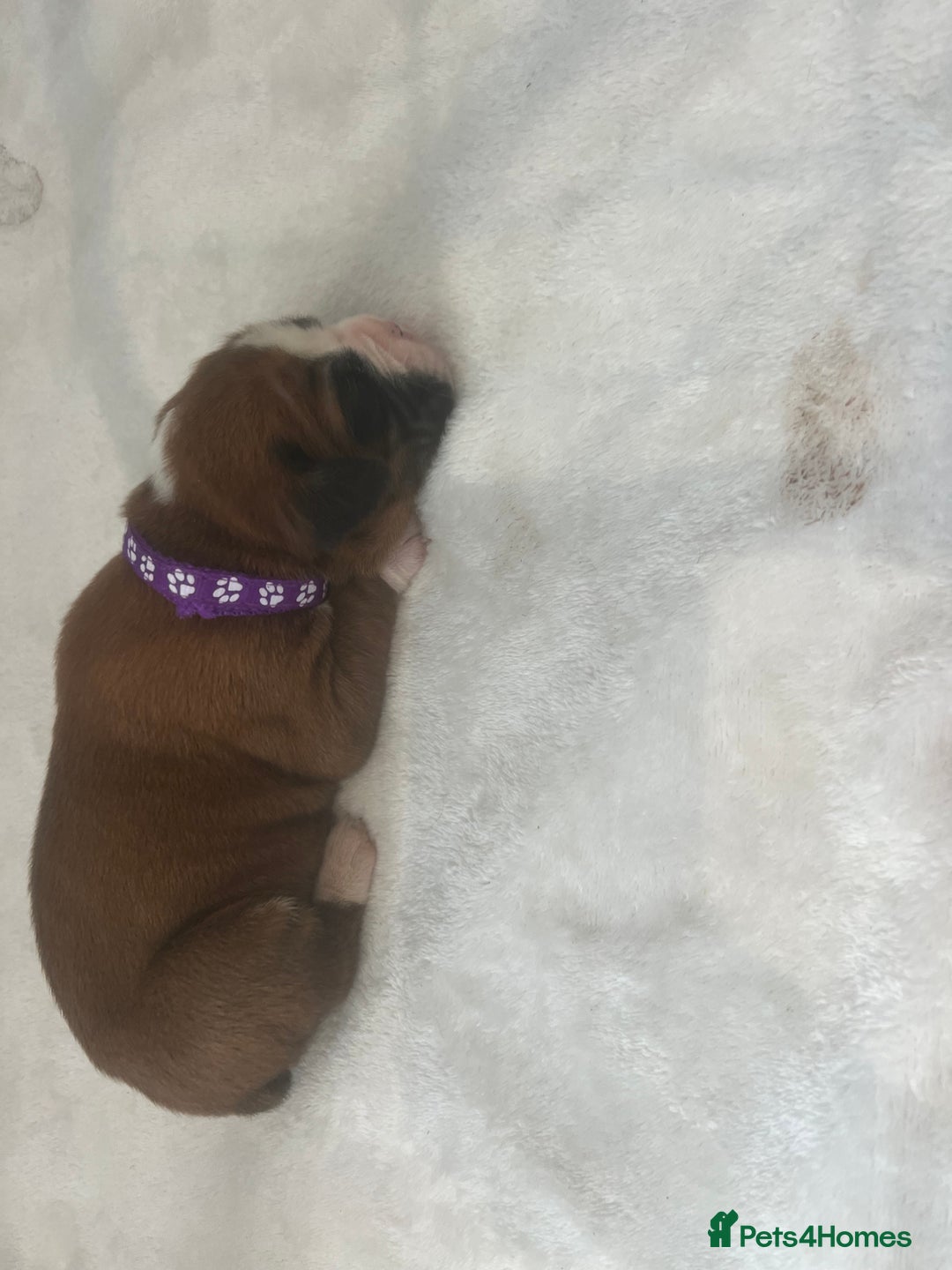 Boxer dogs for sale: Stunning Kc Boxer Puppies - Image 31