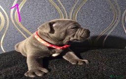 Staffordshire Bull Terrier dogs for sale: Stunning Staffordshire bull terrier pups  - Image 2