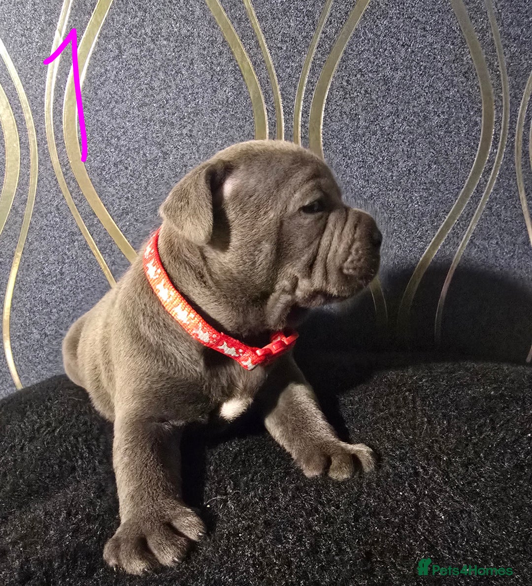 Staffordshire Bull Terrier dogs for sale: Stunning Staffordshire bull terrier pups  - Image 2