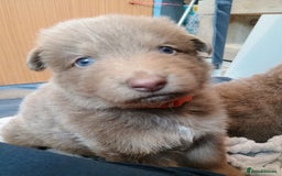 German Shepherd dogs for sale: ISABELLA GERMAN SHEPHERD 🌟 3 PUPS REMAINING 🌟 - Image 10