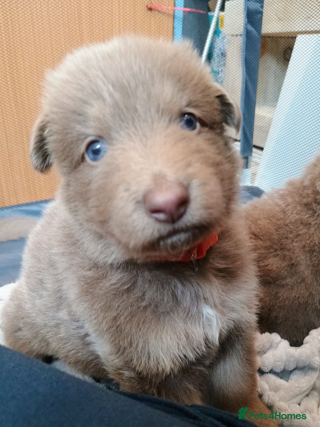 German Shepherd dogs for sale: ISABELLA GERMAN SHEPHERD 🌟 3 PUPS REMAINING 🌟 - Image 10