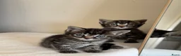 Mixed Breed cats for sale: Beautiful Fur Babies. in Basildon - Advert 1
