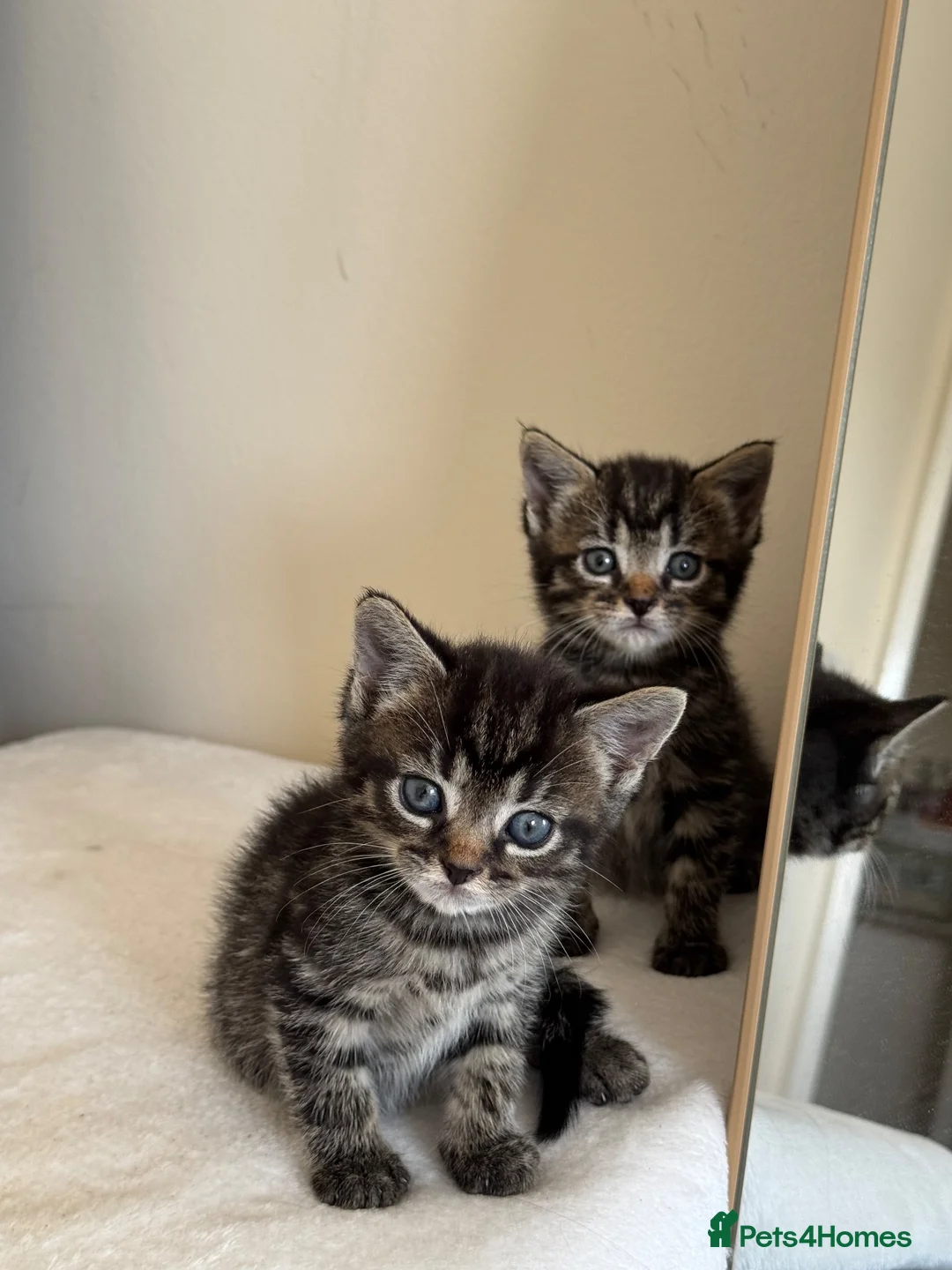 Mixed Breed cats for sale: Beautiful Fur Babies. in Basildon - Advert 1