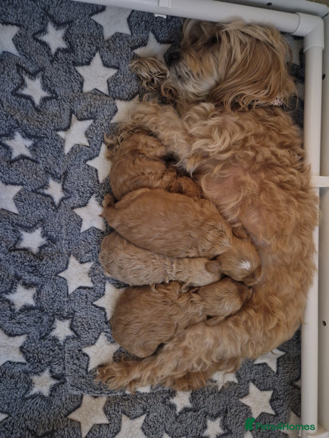 Maltipoo dogs for sale: Beautiful F1B Toy Maltipoos  - Advert 8