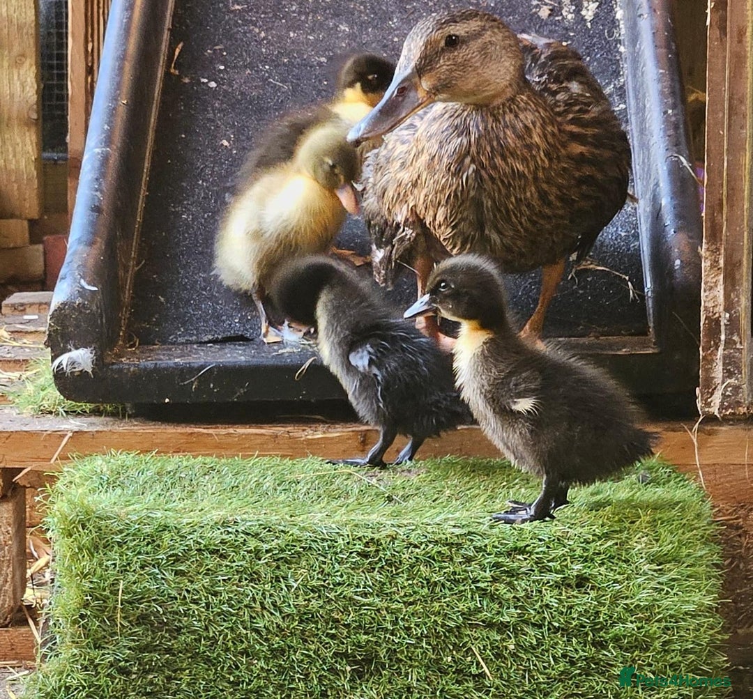 Ducks poultry for sale: Mixed beautiful ducks - Advert 2