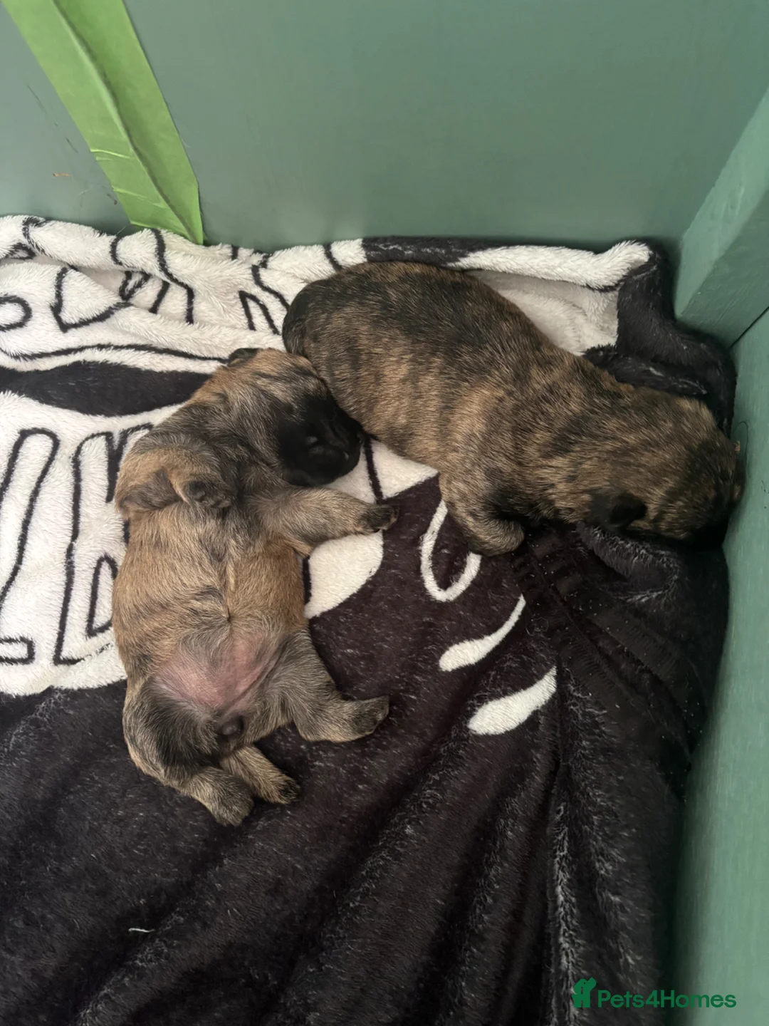 Cairn Terrier dogs for sale: 2 Beautiful Cairn Terrier Bitches in Grantham - Advert 1