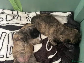 Cairn Terrier dogs 2 Beautiful Cairn Terrier Bitches - Advert 2