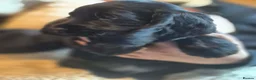 Cocker Spaniel dogs for sale: Beautiful cocker spaniel puppies  in Winsford - Advert 3