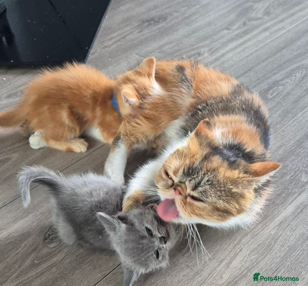 Persian cats for sale: Beautiful persian kittens  - Image 2