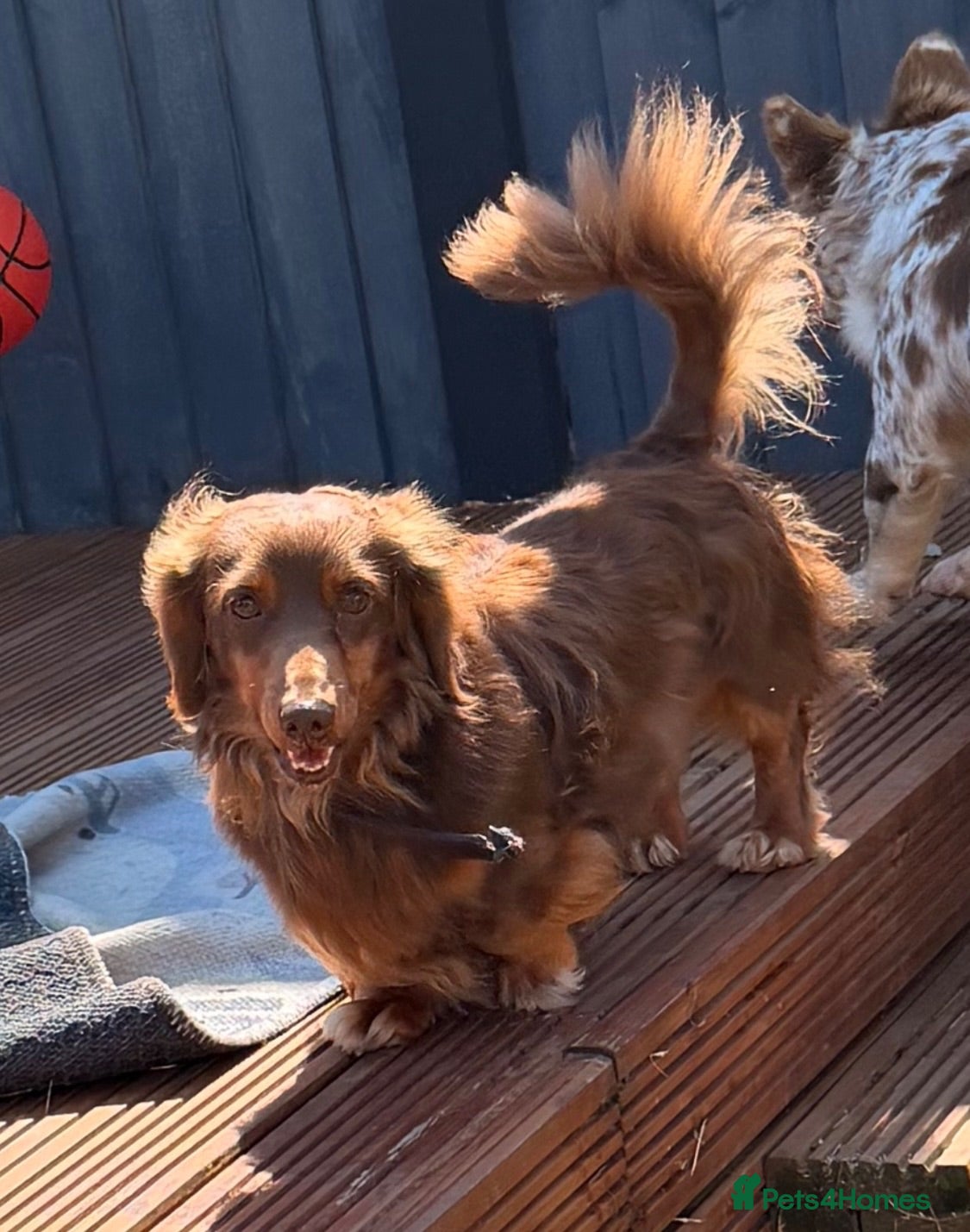 Miniature Dachshund dogs SLINKY (stud) please read below - Advert 15