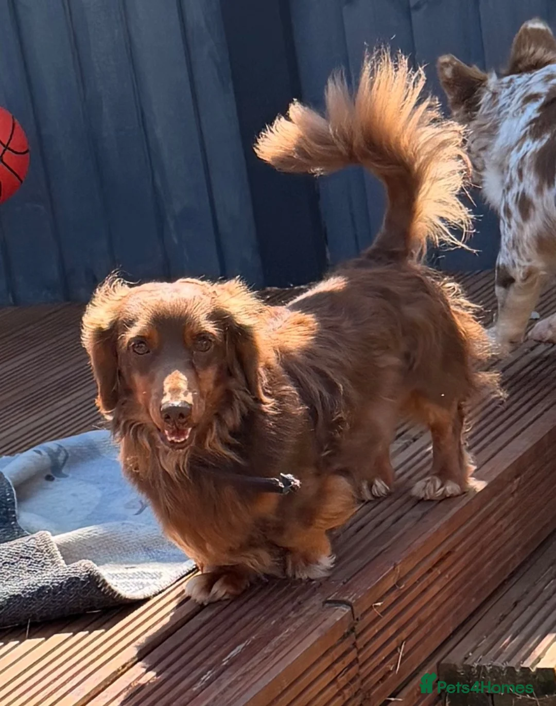 Miniature Dachshund dogs for stud: SLINKY (stud) please read below - Advert 2