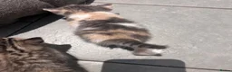 Mixed Breed cats for sale: Beautiful mixed litter for sale  - Advert 22