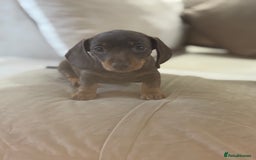 Dachshund dogs for sale: Mini daushands  - Image 3